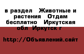  в раздел : Животные и растения » Отдам бесплатно . Иркутская обл.,Иркутск г.